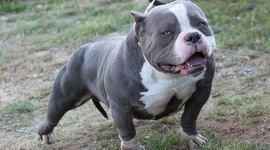 Timeline: Los Pitbull en la historia