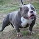 American bully