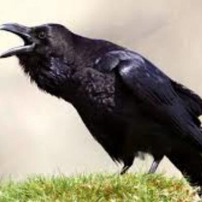 Timeline: Edgar Allan Poe Timeline