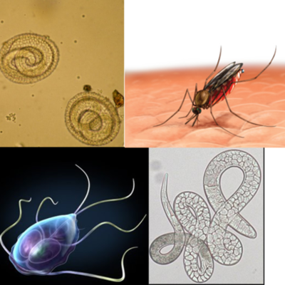 Timeline: Parasitología Clínica