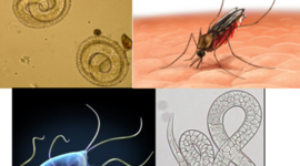 Timeline: Parasitología Clínica