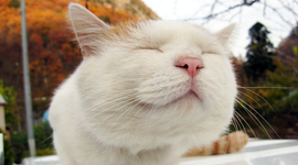 Timeline: Erikson's developmental theory