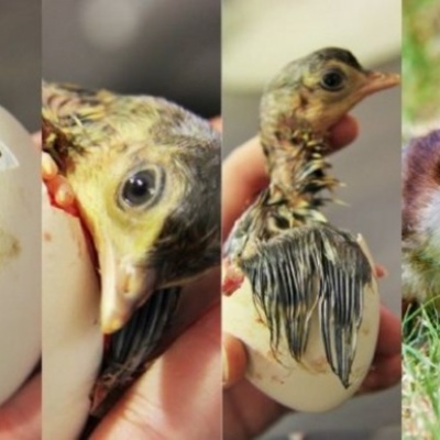 Timeline: Maduración de una ave