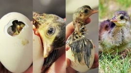 Timeline: Maduración de una ave