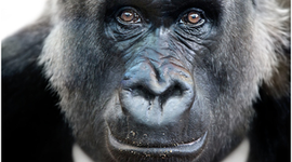 Timeline: (Ty)me Line