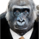 Monkeybusiness large