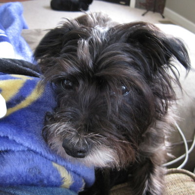 Timeline: The Life of Griffey the Dog