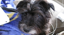 Timeline: The Life of Griffey the Dog