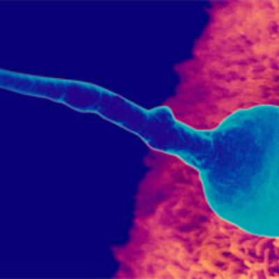 Timeline: CICLO VITAL DEL SER HUMANO