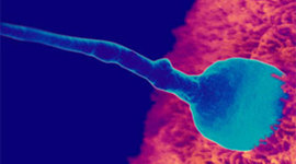 Timeline: CICLO VITAL DEL SER HUMANO