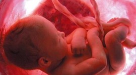 Timeline: Línea del tiempo del ciclo vital humano