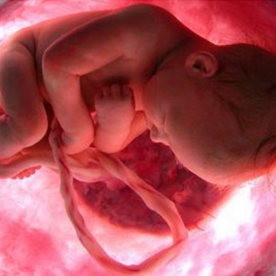 Timeline: Ciclo Vital Humano