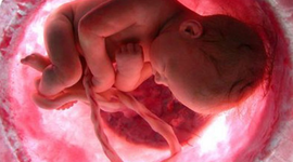 Timeline: Ciclo Vital Humano