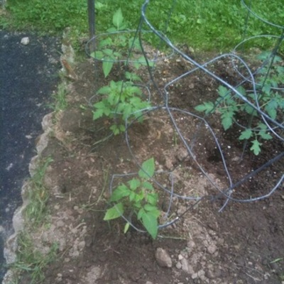 Timeline: Tomatoes - 2010