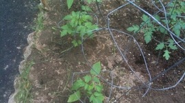 Timeline: Tomatoes - 2010