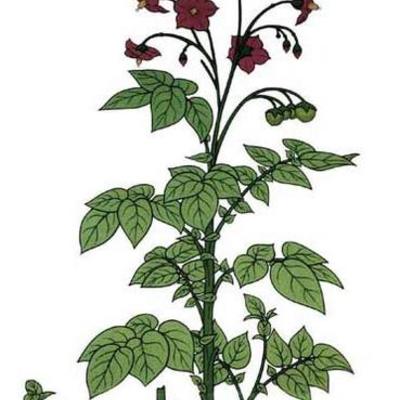 Timeline: Plant Evolution time line