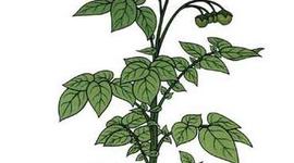 Timeline: Plant Evolution time line