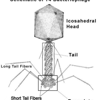 Timeline: Unit 6 Timeline