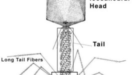 Timeline: Unit 6 Timeline