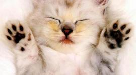 Timeline: Линия Времени Багровой Елены