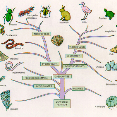 Timeline: Taxonomía
