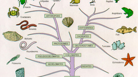 Timeline: Taxonomía