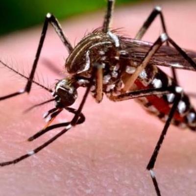 Timeline: El Chikungunya