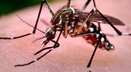 Timeline: El Chikungunya