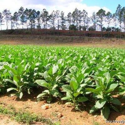 Timeline: The History of Tobacco Use in America