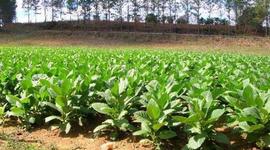 Timeline: The History of Tobacco Use in America