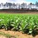 Tobacco1318515124537