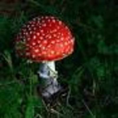 Timeline: The fungi  kingdom