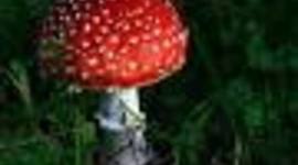 Timeline: The fungi  kingdom