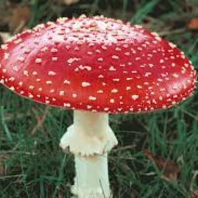Timeline: Historical Facts of Fungi Kingdom