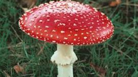 Timeline: Historical Facts of Fungi Kingdom