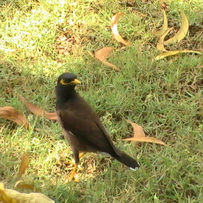 Timeline: Guldnoter 1815-1848