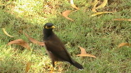 Timeline: Guldnoter 1815-1848