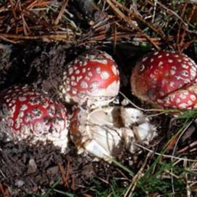 Timeline: Historical Facts of Fungi Kingdom