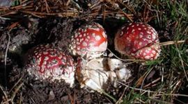 Timeline: Historical Facts of Fungi Kingdom