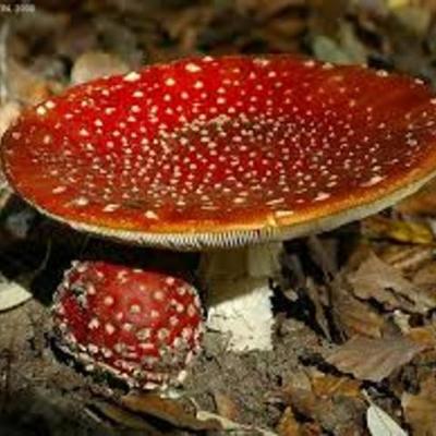Timeline: Historical facts of Fungi Kingdom