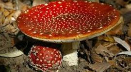 Timeline: Historical facts of Fungi Kingdom