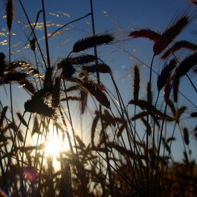 Timeline: Trigo 2008-2015