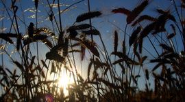 Timeline: Trigo 2008-2015