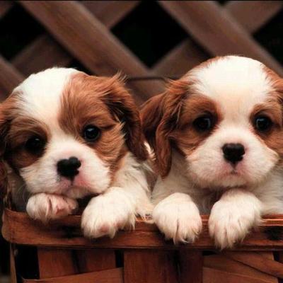 Timeline: Ученные