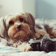Dog with camera