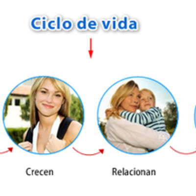 Timeline: CICLO VITAL