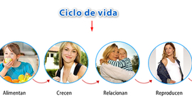 Timeline: CICLO VITAL