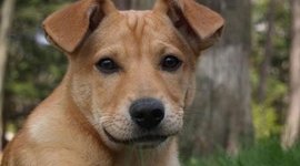 Timeline: Самые дорогие породы собак