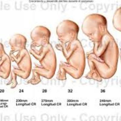 Timeline: HUMAN REPRODUCTION