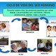 Ciclo de vida del ser humano 2 638
